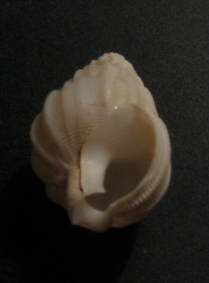 Nassarius lima